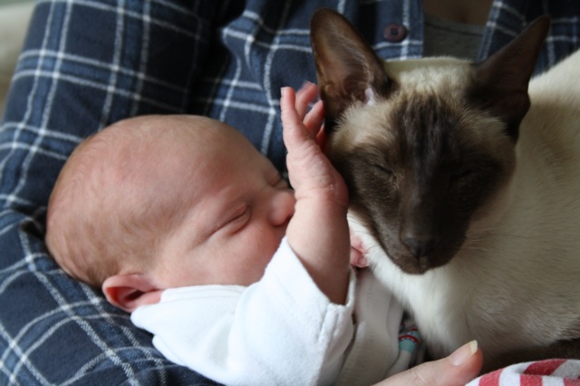 Corben with Hershy the siamese cat